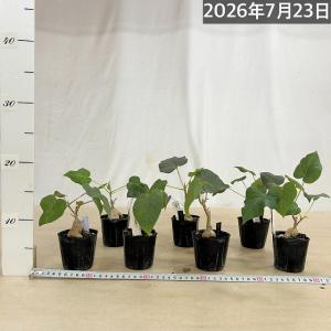 観葉植物 フィカス ペティオラリス 2.5号ポ...の詳細画像5
