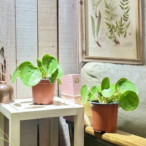 観葉植物　ピレア ペペロミオイデス 3.5号硬質ポット(個体おまかせ1鉢)　インテリアグリーン 室内...