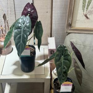 観葉植物 アロカシア スーヒルマニア 3号ロン...の詳細画像2