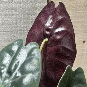 観葉植物 アロカシア スーヒルマニア 3号ロン...の詳細画像4