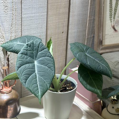 観葉植物　アロカシア マハラニ 4号白鉢(個体おまかせ1鉢)　インテリアグリーン 室内園芸 おしゃれ...