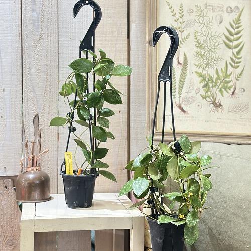 観葉植物　ホヤ カウダータアチェ Hoya Caudata Aceh 3号吊り鉢(個体おまかせ1鉢)...