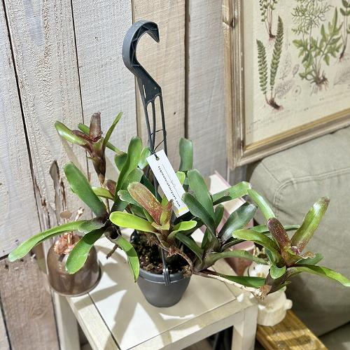 タンクブロメリア　ネオレゲリア ダルタニオン 3.5号吊り鉢(個体おまかせ1鉢)　インテリアグリーン...