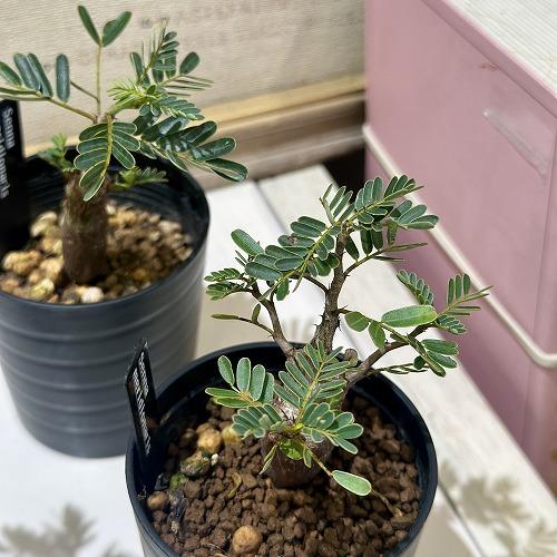 塊根植物　センナ メリディオナリス 2.5号鉢(個体おまかせ1鉢)　インテリアグリーン 室内園芸 お...