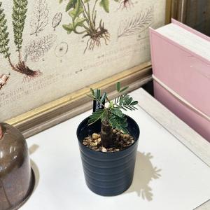 塊根植物 センナ メリディオナリス 2.5号鉢...の詳細画像1