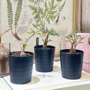 塊根植物 センナ メリディオナリス 2.5号鉢...の詳細画像2