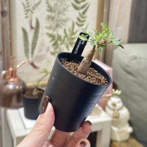 塊根植物 センナ メリディオナリス 2.5号鉢...の詳細画像3
