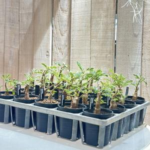 塊根植物 センナ メリディオナリス 2.5号鉢...の詳細画像5