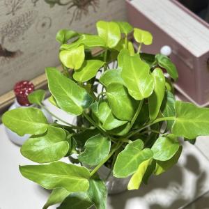 観葉植物　フィロデンドロン ザナドゥドワーフ バリエガータ 2.5号透明ポット(個体おまかせ1鉢)　インテリアグリーン 室内園芸 おしゃれ 可愛い かわいい