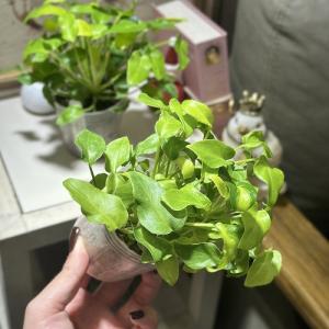 観葉植物 フィロデンドロン ザナドゥドワーフ ...の詳細画像1