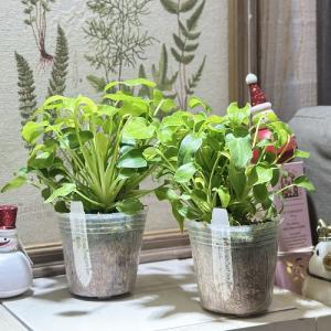 観葉植物 フィロデンドロン ザナドゥドワーフ ...の詳細画像2