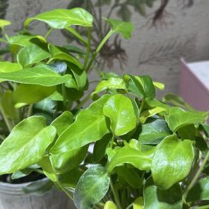 観葉植物 フィロデンドロン ザナドゥドワーフ ...の詳細画像3