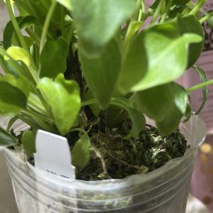 観葉植物 フィロデンドロン ザナドゥドワーフ ...の詳細画像4