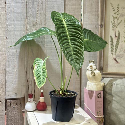 観葉植物　アンスリウム ベイチー(ヴィーチ―) 4号スリット鉢(個体おまかせ1鉢)　インテリアグリー...