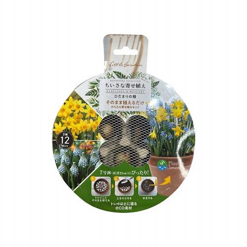 球根 7号鉢にぴったり そのまま植えるだけ　ひだまりの精 2種ミックス 水仙×ムスカリ