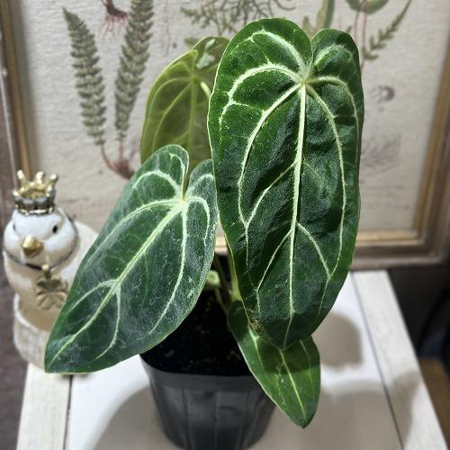 観葉植物　アンスリウム レガレ ダークフォーム 3.5号ポット(個体おまかせ1鉢)　インテリアグリー...