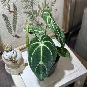 観葉植物 アンスリウム レガレ ダークフォーム...の詳細画像1