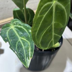 観葉植物 アンスリウム レガレ ダークフォーム...の詳細画像2