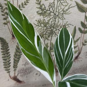 観葉植物 斑入りバナナ(ムサ フロリダ バリエ...の詳細画像1