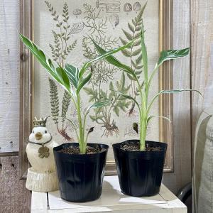 観葉植物 斑入りバナナ(ムサ フロリダ バリエ...の詳細画像2