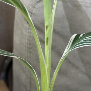 観葉植物 斑入りバナナ(ムサ フロリダ バリエ...の詳細画像3
