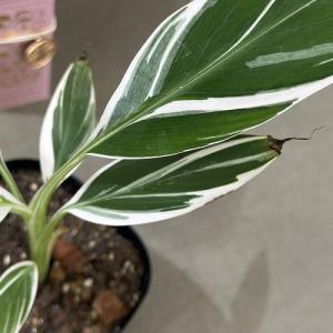 観葉植物 斑入りバナナ(ムサ フロリダ バリエ...の詳細画像4