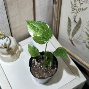 観葉植物 矮性モンステラ タイコンステレーション...の商品画像