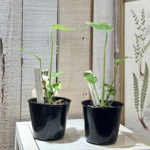 観葉植物 矮性モンステラ タイコンステレーショ...の詳細画像1