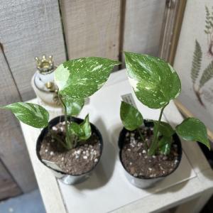 観葉植物 矮性モンステラ タイコンステレーショ...の詳細画像2