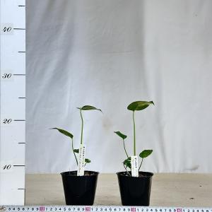 観葉植物 矮性モンステラ タイコンステレーショ...の詳細画像3