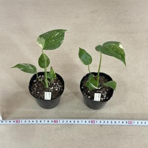観葉植物 矮性モンステラ タイコンステレーショ...の詳細画像4