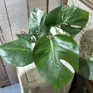 観葉植物　斑入りモンステラ ホワイトタイガー(白斑) 3.5号ポット(個体おまかせ1鉢)　インテリアグリーン 室内園芸 おしゃれ 可愛い かわいい