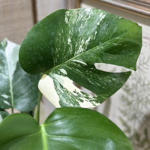 観葉植物 白斑モンステラ ホワイトタイガー(斑...の詳細画像1