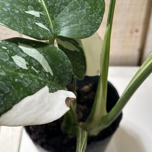 観葉植物 白斑モンステラ ホワイトタイガー(斑...の詳細画像3