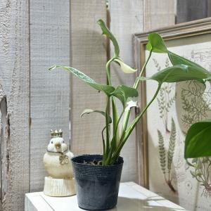 観葉植物 白斑モンステラ ホワイトタイガー(斑...の詳細画像4