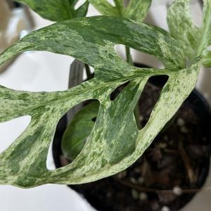 観葉植物 斑入りモンステラ アダンソニー モト...の詳細画像2
