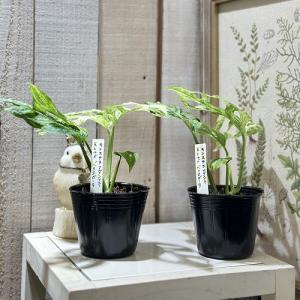 観葉植物 斑入りモンステラ アダンソニー モト...の詳細画像3