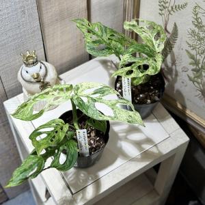 観葉植物 斑入りモンステラ アダンソニー モト...の詳細画像4