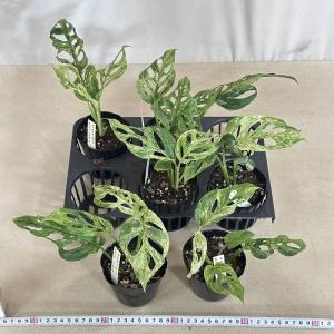 観葉植物 斑入りモンステラ アダンソニー モト...の詳細画像5