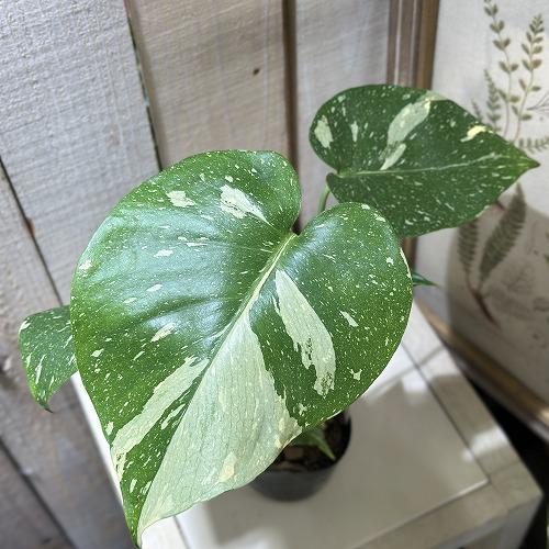 観葉植物　斑入りモンステラ タイコンステレーション 3号黒ポット(K)(個体おまかせ1鉢)　インテリ...