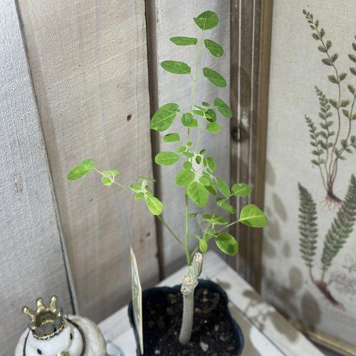 【現在落葉中】観葉植物　モリンガ 苗木 3号ポット(個体おまかせ1鉢)　インテリアグリーン 室内園芸...