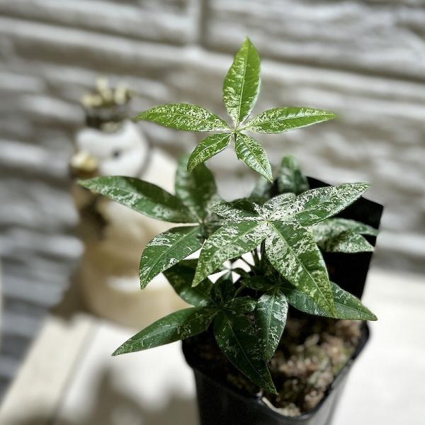観葉植物　斑入りパキラ 2.5号ロングスリット鉢(個体おまかせ1鉢)　インテリアグリーン 室内園芸 ...