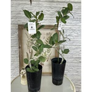 観葉植物 フィカス ベンガレンシス 曲がりタイ...の詳細画像2