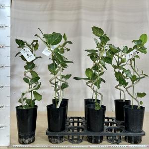 観葉植物 フィカス ベンガレンシス 曲がりタイ...の詳細画像3
