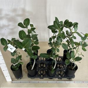 観葉植物 フィカス ベンガレンシス 曲がりタイ...の詳細画像4