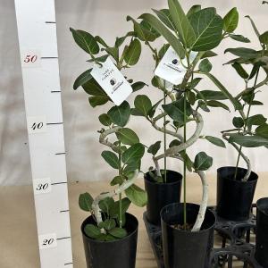 観葉植物 フィカス ベンガレンシス 曲がりタイ...の詳細画像5