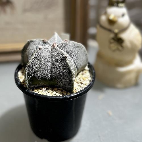 観葉植物　アストロフィツム 鸞鳳玉(ランポウギョク) 3号鉢(個体おまかせ1鉢)　インテリアグリーン...