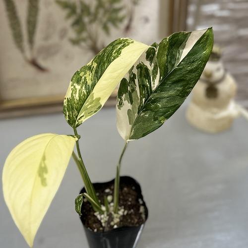 [お買い得]　モンステラ レクレリアナ バリエガータ 3号ロングポット(個体おまかせ1鉢)　観葉植物...