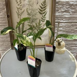 [お買い得] モンステラ レクレリアナ バリエ...の詳細画像1