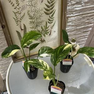 [お買い得] モンステラ レクレリアナ バリエ...の詳細画像2